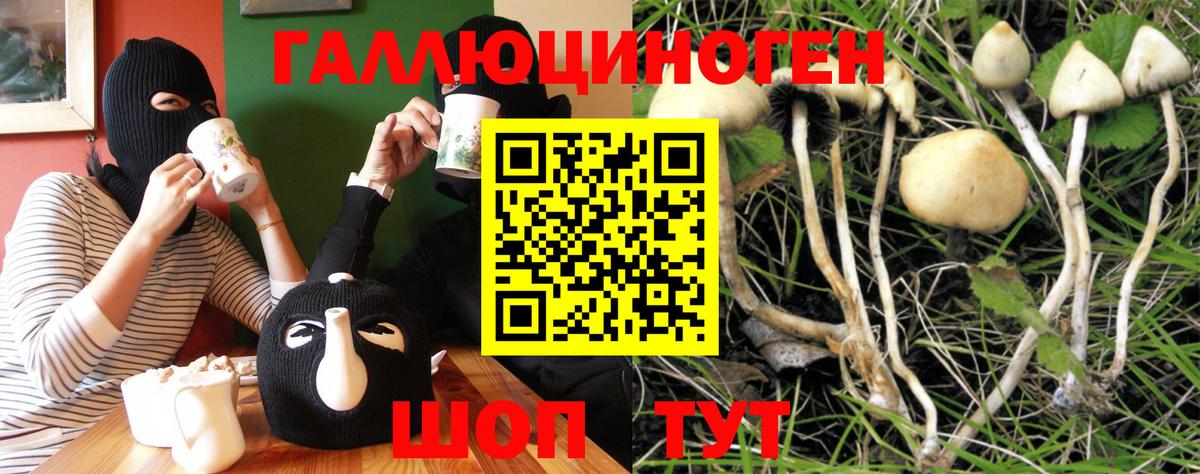 Псилоцибиновые грибы прущие грибы Владивосток